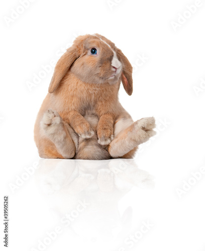 Photo: little bunny sitting little bunny sitting