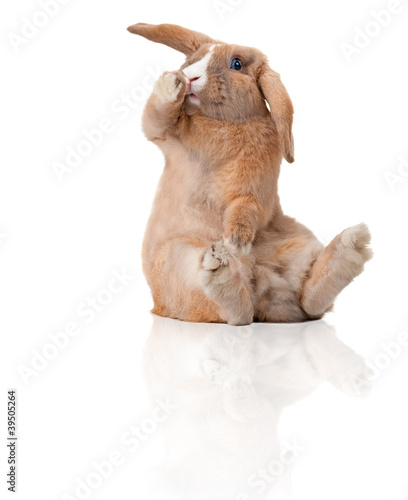 Photo: surprised little bunny sitting surprised little bunny sitting