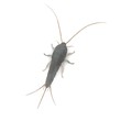 3d render of lepisma saccharina