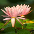 Waterlilies close up