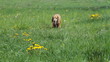 Cocker Spaniel runing on a green meadow