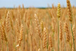 Wheat