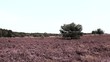 Heidelandschaft, Video