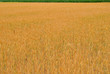 Wheat