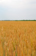 Wheat