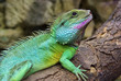 Grüne Wasseragame