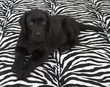 black labrador retriver puppy