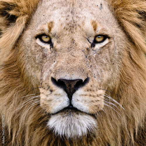 Photo: The Lion The Lion