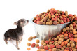 Chihuahua dog intimidated by large dog bowl