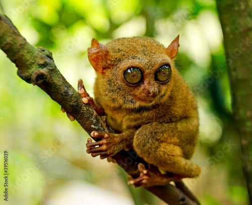 Photo: Tarsier Tarsier