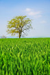 Green corn field and lonely tree Green corn field and lonely tree