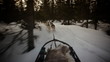 Sled dog Sled dog