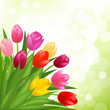 Bouquet Of Tulips