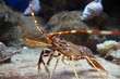 Colourful Tropical Rock lobster under water