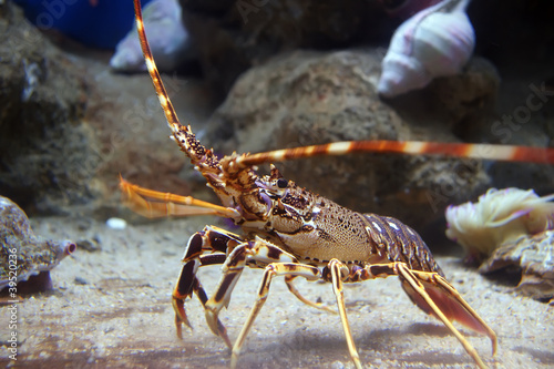 Photo: Colourful Tropical Rock lobster under water Colourful Tropical Rock lobster under water