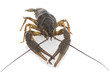 Living crawfish on white background