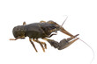 Living crawfish on white background