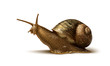 illustration of a snail