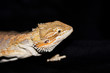 Photo: bearded dragon on black bearded dragon on black