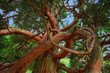 Tree Poem