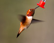 Feeding flying Rufus