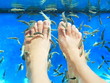 Fish spa pedicure