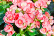 The pink flowers