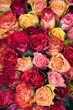 Photo: rosen rosen