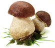 funghi