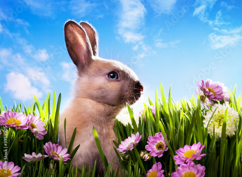 Photo: art baby Easter bunny on spring green grass art baby Easter bunny on spring green grass