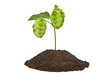 Hops in the land on a white background