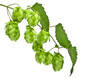 Hops on a white background