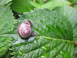 Foto: snail snail
