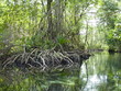 Mangrove