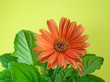Gerbera