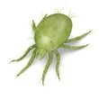 Illustration: 3d render of mite bug 3d render of mite bug