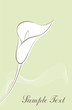 Spring card with calla flower