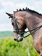 Beautiful sport dressage horse