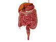 Human digestive system