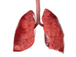 Human lungs and trachea