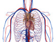 Heart, arteries and veins