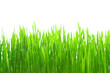 Dew on grass on the white background
