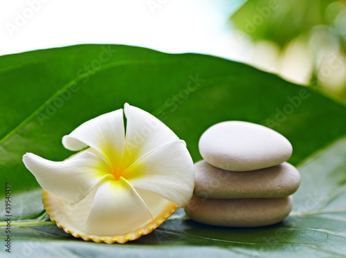 Photo: Frangipani flowe Frangipani flowe