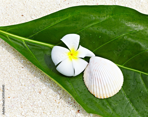 Photo: Frangipani flower Frangipani flower