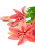 Beautiful fresh pink/red lily flowers, isolated on white Beautiful fresh pink/red lily flowers, isolated on white
