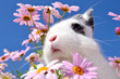 Hase