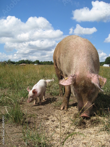 Photo: Pigs Pigs