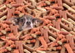 Chihuahua buried in dog bones