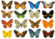 planche de papillons