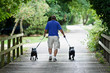 Walking the dogs.